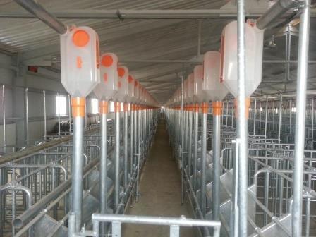 В регионе начнут производить свинину с норвежским акцентом  2