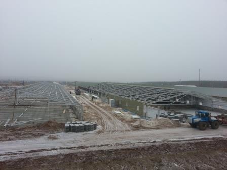 В регионе начнут производить свинину с норвежским акцентом  4