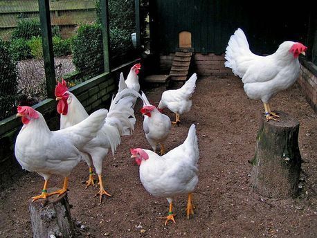 Итоги недели: итальянские инвесторы в РО, "Белая птица" отказалась от мяса в пользу яиц 2