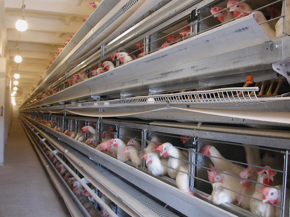 Спасать свердловскую птицефабрику от банкротства будет другое областное предприятие 1