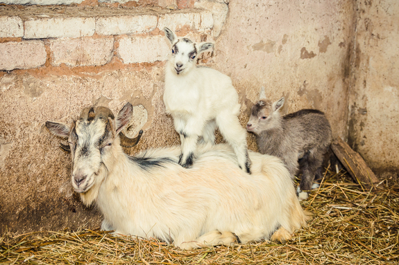 Юрист из Екатеринбурга запустила производство козьего сыра 2