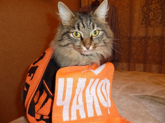 Мартовские коты: 11 домашних питомцев бизнесменов Екатеринбурга / ФОТО 5