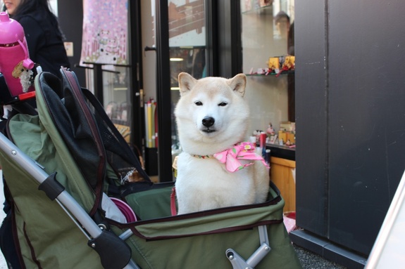 «Приезжайте в Токио со своей колбасой и не рассчитывайте на роллы «Калифорния» 8