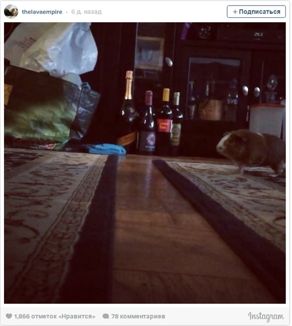 Самые интересные вирусные видео этой недели: ОБЗОР - 11.03.2016 1