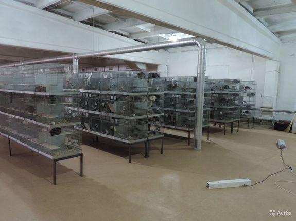 Челябинский бизнесмен выставил на продажу свою шиншилловую ферму 1 Челябинский бизнесмен выставил на продажу свою шиншилловую ферму 1