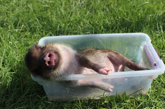 Монстрация, пасхальный благотворительный концерт, спектакли и кино — афиша на праздники 2 Монстрация, пасхальный благотворительный концерт, спектакли и кино — афиша на праздники 2