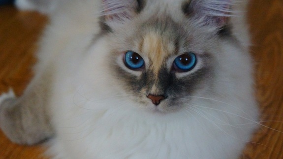 Коты бизнес-сообщества. Новосибирские предприниматели рассказали, как стать их любимцем 2 Коты бизнес-сообщества. Новосибирские предприниматели рассказали, как стать их любимцем 2