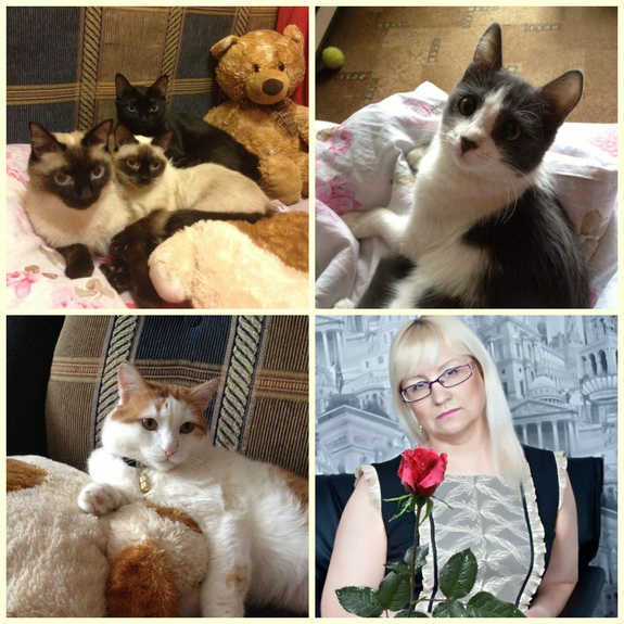 Коты бизнес-сообщества. Новосибирские предприниматели рассказали, как стать их любимцем 9 Коты бизнес-сообщества. Новосибирские предприниматели рассказали, как стать их любимцем 9