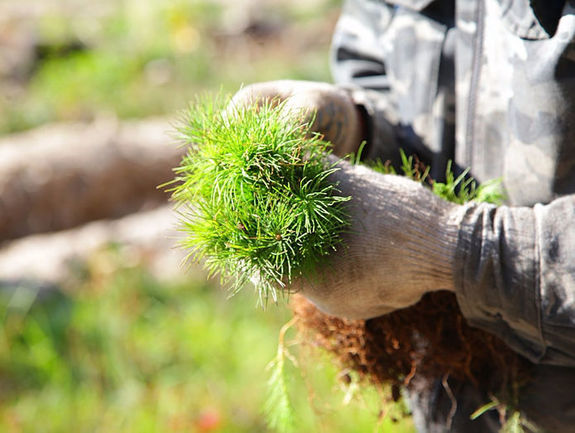 Дайджест DK.RU в Нижнем Новгороде: РУМО в руинах, арест за сосны и кадровые перестановки 1 Дайджест DK.RU в Нижнем Новгороде: РУМО в руинах, арест за сосны и кадровые перестановки 1