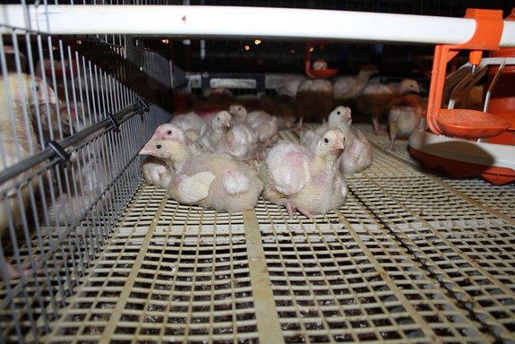 Станислав Тишуров, «Россельхозбанк»: «Инвестиции в АПК приносят положительный результат» 2 Станислав Тишуров, «Россельхозбанк»: «Инвестиции в АПК приносят положительный результат» 2