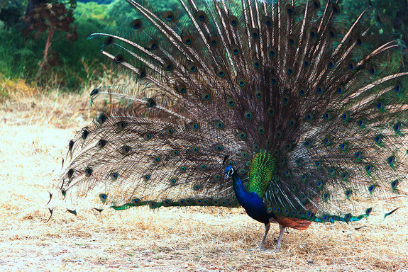 На квадроцикле по острову Родос: авто-лайфхак от Дмитрия Елизарова 14 На квадроцикле по острову Родос: авто-лайфхак от Дмитрия Елизарова 14