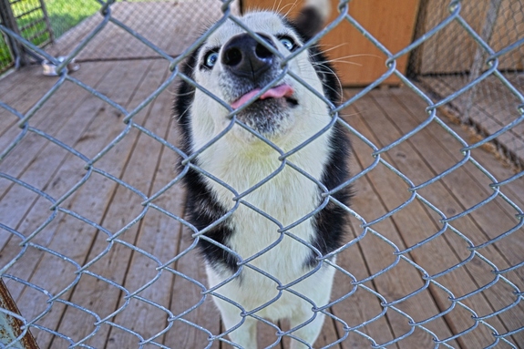 Заработать на собаках. История владельца хаски-центра «Аквилон» Бориса Дашевского 9 Заработать на собаках. История владельца хаски-центра «Аквилон» Бориса Дашевского 9