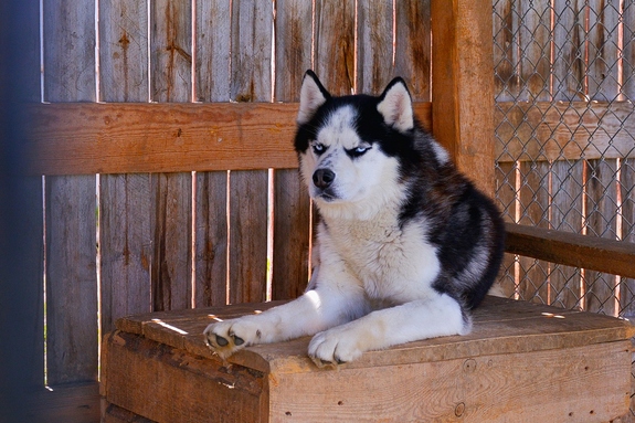 Заработать на собаках. История владельца хаски-центра «Аквилон» Бориса Дашевского 12 Заработать на собаках. История владельца хаски-центра «Аквилон» Бориса Дашевского 12