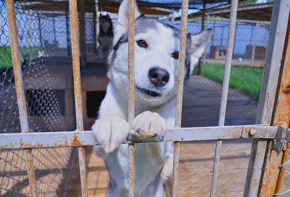 Заработать на собаках. История владельца хаски-центра «Аквилон» Бориса Дашевского 13 Заработать на собаках. История владельца хаски-центра «Аквилон» Бориса Дашевского 13