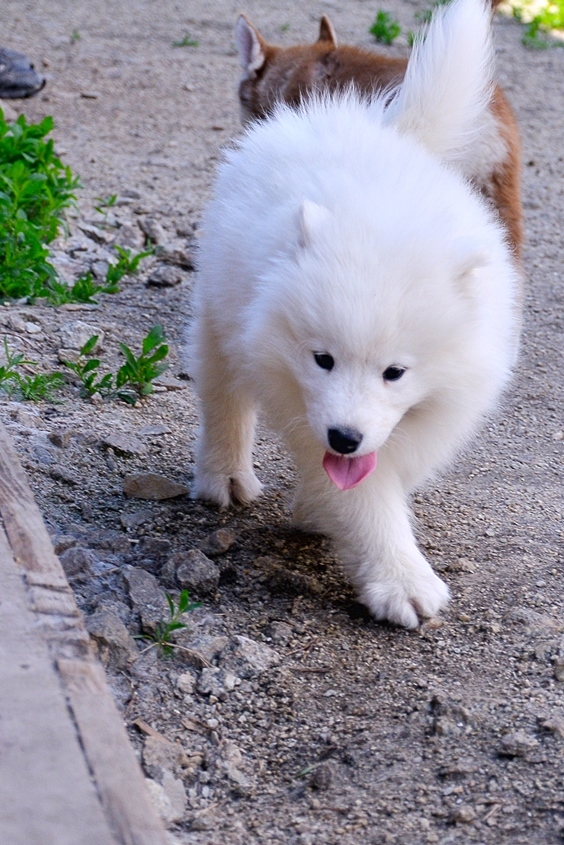 Заработать на собаках. История владельца хаски-центра «Аквилон» Бориса Дашевского 10 Заработать на собаках. История владельца хаски-центра «Аквилон» Бориса Дашевского 10