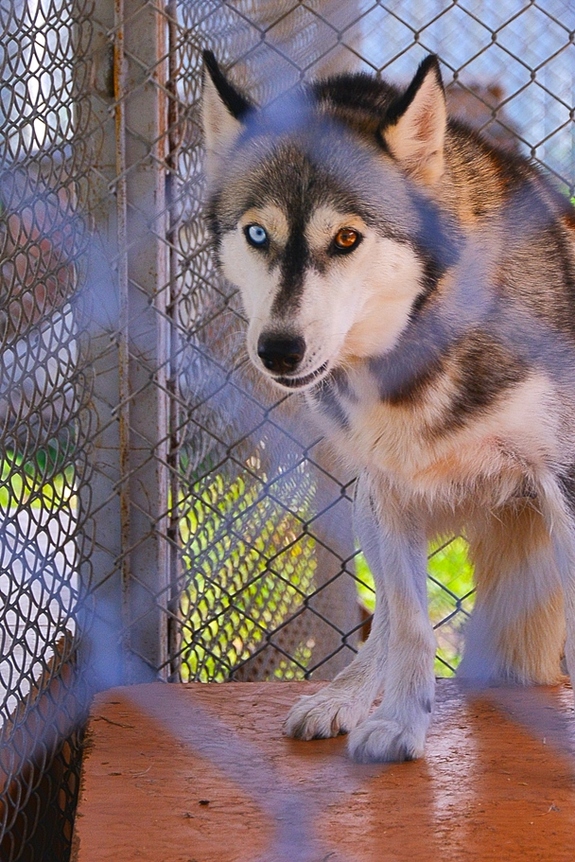 Заработать на собаках. История владельца хаски-центра «Аквилон» Бориса Дашевского 11 Заработать на собаках. История владельца хаски-центра «Аквилон» Бориса Дашевского 11