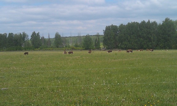 «Это чушь, что здесь зона рискованного земледелия». История первой экофермы на Урале 2 «Это чушь, что здесь зона рискованного земледелия». История первой экофермы на Урале 2