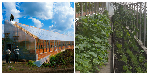 «Это чушь, что здесь зона рискованного земледелия». История первой экофермы на Урале 3 «Это чушь, что здесь зона рискованного земледелия». История первой экофермы на Урале 3