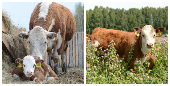 «Это чушь, что здесь зона рискованного земледелия». История первой экофермы на Урале 6 «Это чушь, что здесь зона рискованного земледелия». История первой экофермы на Урале 6