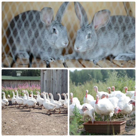 «Это чушь, что здесь зона рискованного земледелия». История первой экофермы на Урале 7 «Это чушь, что здесь зона рискованного земледелия». История первой экофермы на Урале 7