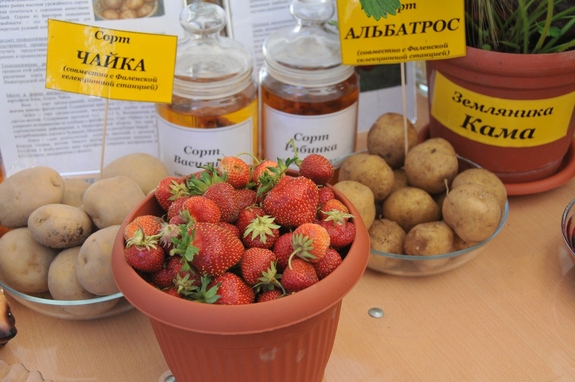 Что интересного было на "Агрофесте-2016" в Нижегородской области: ФОТОРЕПОРТАЖ 5 Что интересного было на "Агрофесте-2016" в Нижегородской области: ФОТОРЕПОРТАЖ 5