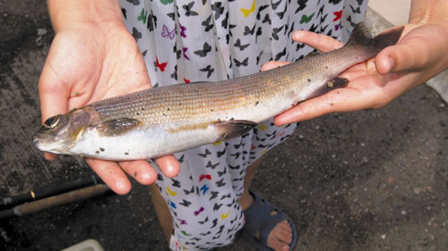 Красноярская ГЭС: безопасность, экология, инновации 3 Красноярская ГЭС: безопасность, экология, инновации 3