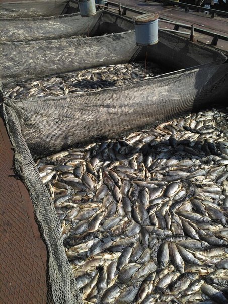 Из-за аномальной жары в Заинском рыбхозе погибла вся рыба 1 Из-за аномальной жары в Заинском рыбхозе погибла вся рыба 1