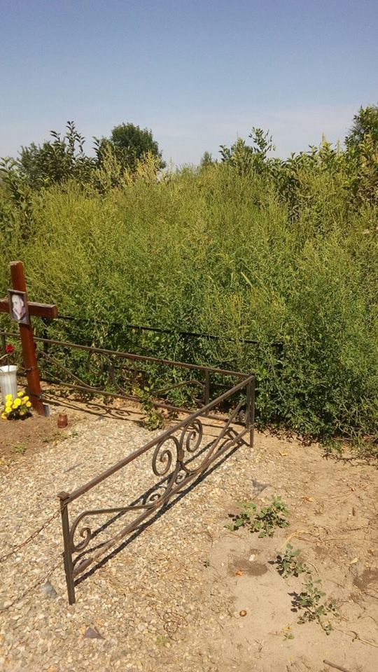 Россельхознадзор в Ростовской области обнаружил 150 га заросших амброзией полей 2 Россельхознадзор в Ростовской области обнаружил 150 га заросших амброзией полей 2