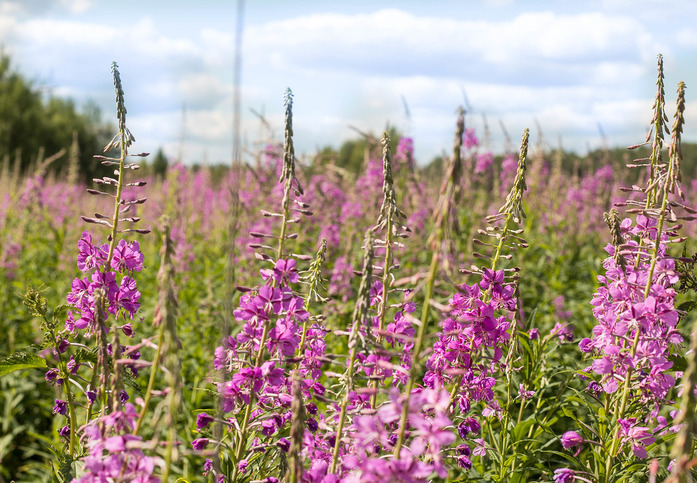 «Критерий «вкусно-невкусно» тут не работает». Как «Айдиго» разбавила специи иван-чаем 2 «Критерий «вкусно-невкусно» тут не работает». Как «Айдиго» разбавила специи иван-чаем 2