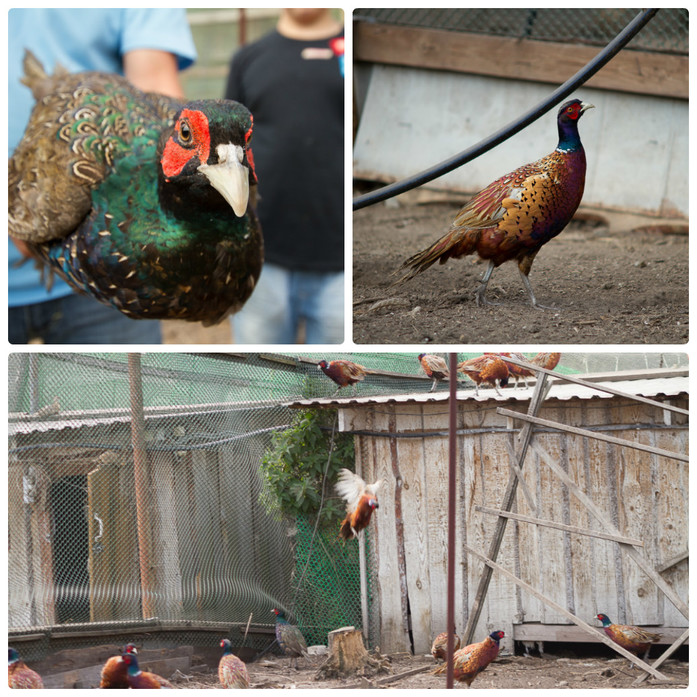 «Я не думал, сколько заработаю, думал лишь, сколько потеряю». Опыт создания фазаньей фермы 3 «Я не думал, сколько заработаю, думал лишь, сколько потеряю». Опыт создания фазаньей фермы 3