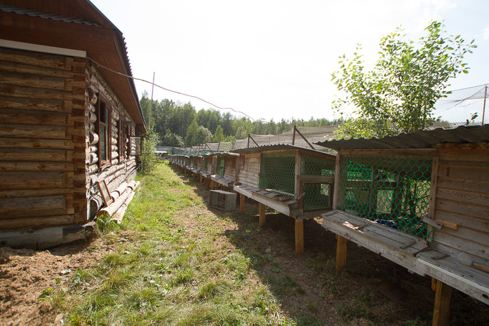 «Я не думал, сколько заработаю, думал лишь, сколько потеряю». Опыт создания фазаньей фермы 4 «Я не думал, сколько заработаю, думал лишь, сколько потеряю». Опыт создания фазаньей фермы 4