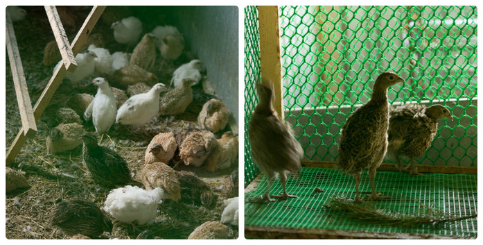 «Я не думал, сколько заработаю, думал лишь, сколько потеряю». Опыт создания фазаньей фермы 2 «Я не думал, сколько заработаю, думал лишь, сколько потеряю». Опыт создания фазаньей фермы 2