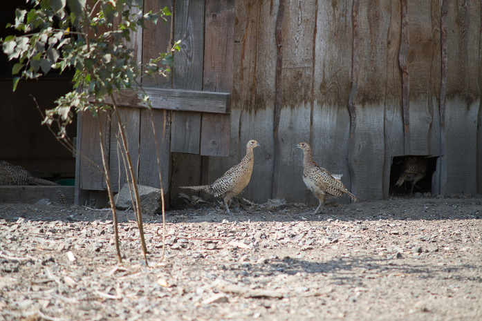 «Я не думал, сколько заработаю, думал лишь, сколько потеряю». Опыт создания фазаньей фермы 7 «Я не думал, сколько заработаю, думал лишь, сколько потеряю». Опыт создания фазаньей фермы 7