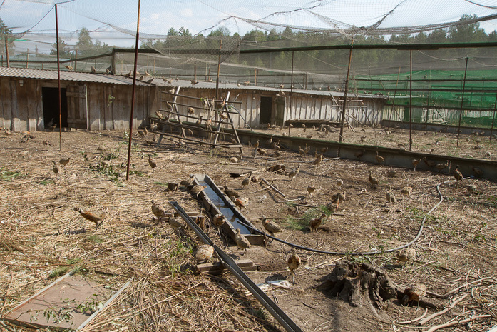 «Я не думал, сколько заработаю, думал лишь, сколько потеряю». Опыт создания фазаньей фермы 9 «Я не думал, сколько заработаю, думал лишь, сколько потеряю». Опыт создания фазаньей фермы 9