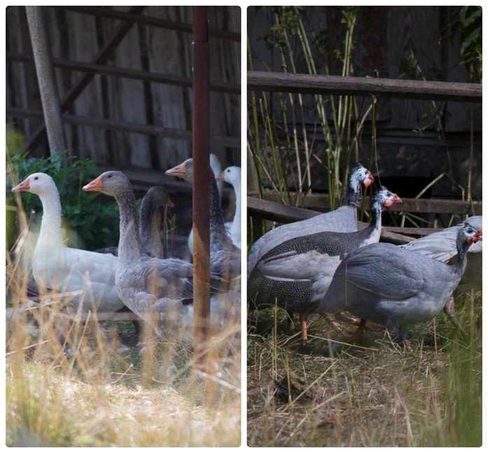 «Я не думал, сколько заработаю, думал лишь, сколько потеряю». Опыт создания фазаньей фермы 5 «Я не думал, сколько заработаю, думал лишь, сколько потеряю». Опыт создания фазаньей фермы 5