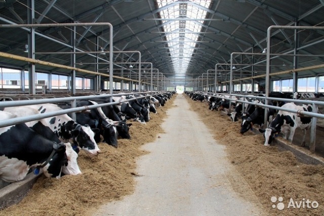 10 готовых бизнесов на продажу в Нижнем Новгороде: «Подворье Владыкино» и колхоз 7 10 готовых бизнесов на продажу в Нижнем Новгороде: «Подворье Владыкино» и колхоз 7