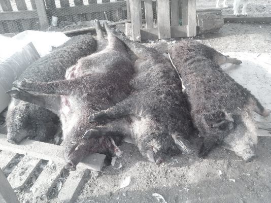 Прокуратура РТ проводит проверку по расстрелу свиней фермера Мурата Сиразина 1 Прокуратура РТ проводит проверку по расстрелу свиней фермера Мурата Сиразина 1