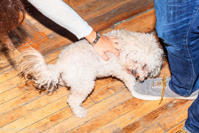 Пиво в свободном доступе, собачки и кабинки для уединения: как выглядит офис Uber / ФОТО 4 Пиво в свободном доступе, собачки и кабинки для уединения: как выглядит офис Uber / ФОТО 4