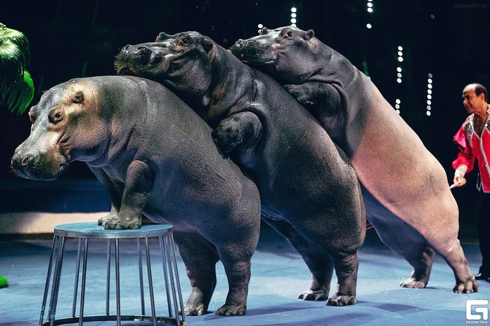 Афиша DK.ru: Весна пришла, весне дорогу 7 Афиша DK.ru: Весна пришла, весне дорогу 7