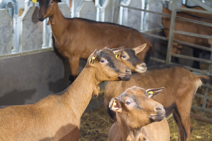 Даже в случае отмены антисанкций эти сыры к нам не доедут — Илья Бондарев 3 Даже в случае отмены антисанкций эти сыры к нам не доедут — Илья Бондарев 3