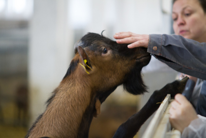 Даже в случае отмены антисанкций эти сыры к нам не доедут — Илья Бондарев 4 Даже в случае отмены антисанкций эти сыры к нам не доедут — Илья Бондарев 4