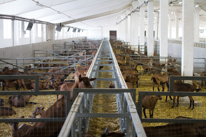 Даже в случае отмены антисанкций эти сыры к нам не доедут — Илья Бондарев 8 Даже в случае отмены антисанкций эти сыры к нам не доедут — Илья Бондарев 8