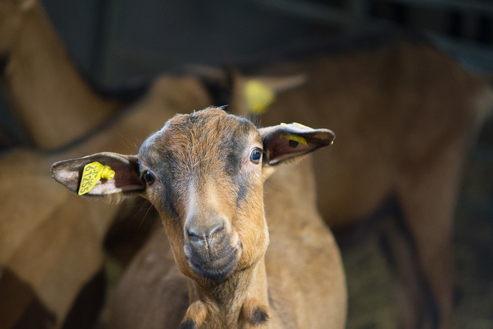 Даже в случае отмены антисанкций эти сыры к нам не доедут — Илья Бондарев 10 Даже в случае отмены антисанкций эти сыры к нам не доедут — Илья Бондарев 10