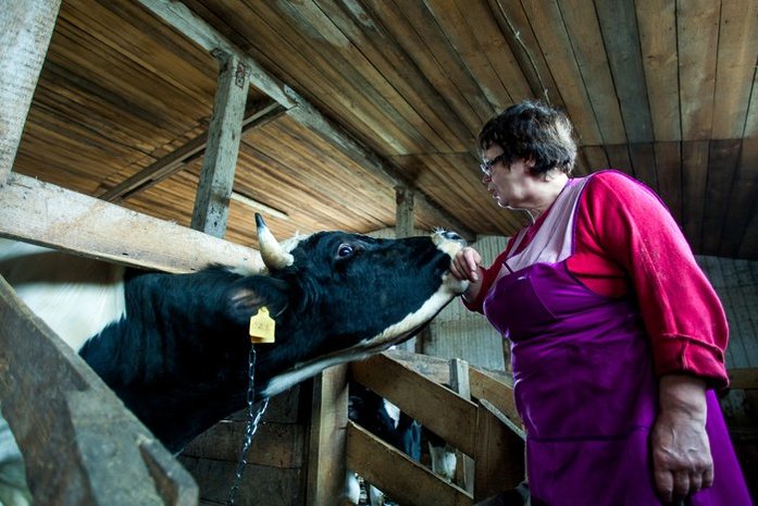 Дойка под музыку Баха. Нижегородец открыл 100% фермерский магазин 3 Дойка под музыку Баха. Нижегородец открыл 100% фермерский магазин 3