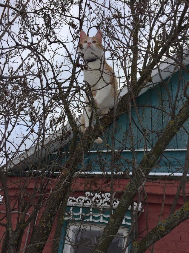 Коты прилетели: вместо птиц ростовские деревья оккупировали коты 1 Коты прилетели: вместо птиц ростовские деревья оккупировали коты 1