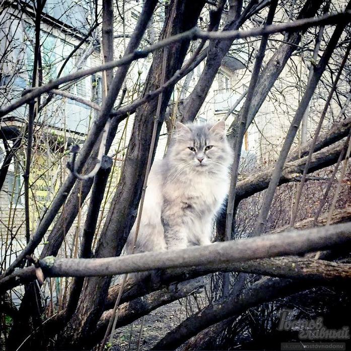 Коты прилетели: вместо птиц ростовские деревья оккупировали коты 2 Коты прилетели: вместо птиц ростовские деревья оккупировали коты 2