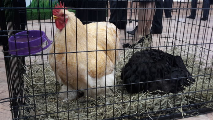 В Ростове начал работу Второй Форум продовольственной безопасности России (ФОТО) 5 В Ростове начал работу Второй Форум продовольственной безопасности России (ФОТО) 5