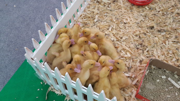 В Ростове начал работу Второй Форум продовольственной безопасности России (ФОТО) 6 В Ростове начал работу Второй Форум продовольственной безопасности России (ФОТО) 6