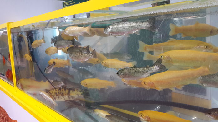 В Ростове начал работу Второй Форум продовольственной безопасности России (ФОТО) 13 В Ростове начал работу Второй Форум продовольственной безопасности России (ФОТО) 13