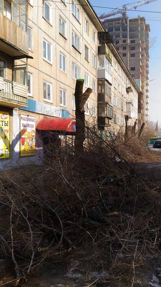 «Обрезали как надо». Экологу ответили на запрос о варварской обрезке деревьев 1 «Обрезали как надо». Экологу ответили на запрос о варварской обрезке деревьев 1